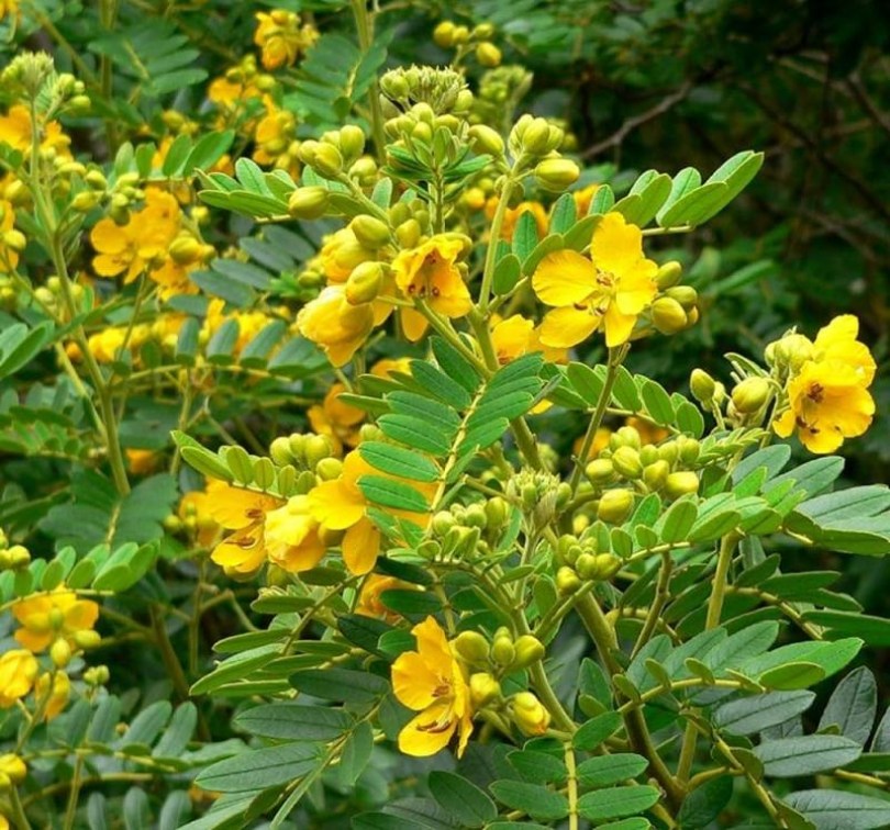 Matara Tea, Senna auriculata, etnobotanika